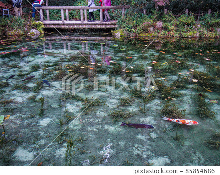 Brightly colored carp swimming in Monet's Pond 85854686