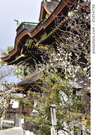 Shiraume and Sankomon Kitano Tenmangu Shrine 85854798