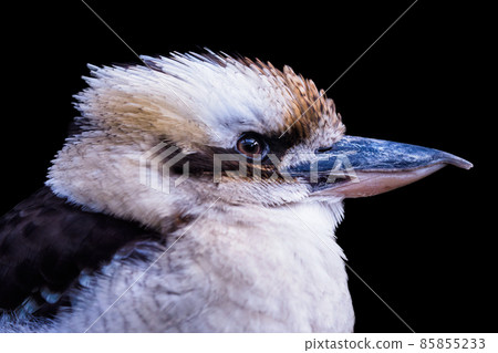 Side view of a laughing kookaburra, dacelo novaeguineae. Portrait of a laughing kookaburra isolated on black background. Side view of a laughing kookaburra, dacelo novaeguineae. Portrait of a laughing kookaburra isolated on black background. 85855233
