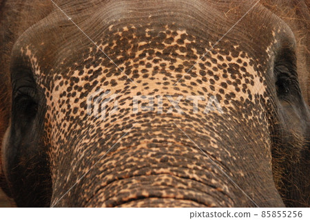 Elephant face up (Bali / Indonesia) 85855256