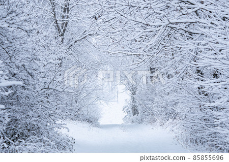 Winter path. Snowy road in the forest. Winter path. Snowy road in the forest. 85855696