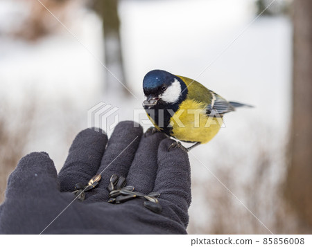 A tit sits on a man's hand and eats seeds. A tit sits on a man's hand and eats seeds. 85856008