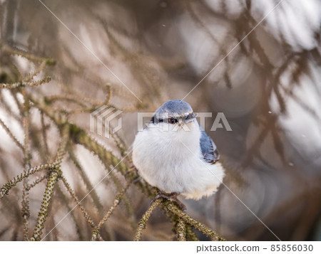 Eurasian nuthatch or wood nuthatch, lat. Sitta europaea, sitting on a tree branch with a blurred background. 85856030