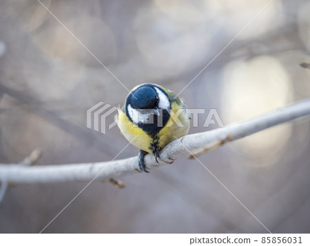 Cute bird Great tit, songbird sitting on a branch without leaves in the autumn or winter. Cute bird Great tit, songbird sitting on a branch without leaves in the autumn or winter. 85856031