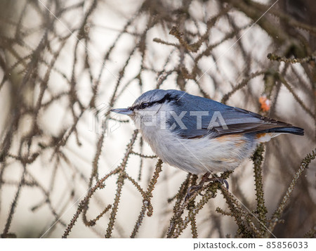 Eurasian nuthatch or wood nuthatch, lat. Sitta europaea, sitting on a tree branch with a blurred background. Eurasian nuthatch or wood nuthatch, lat. Sitta europaea, sitting on a tree branch with a blurred background. 85856033