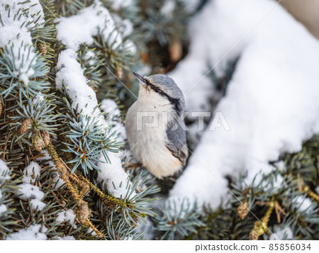 Eurasian nuthatch or wood nuthatch, lat. Sitta europaea, sitting on the fir branch with snow in winter forest 85856034