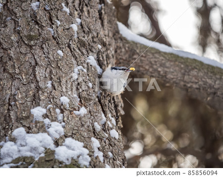Eurasian nuthatch or wood nuthatch, lat. Sitta europaea, sitting on a tree trunk with snow in winter Eurasian nuthatch or wood nuthatch, lat. Sitta europaea, sitting on a tree trunk with snow in winter 85856094