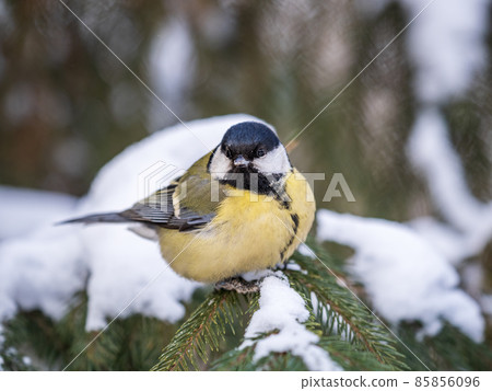 Cute bird Great tit, songbird sitting on the fir branch with snow in winter Cute bird Great tit, songbird sitting on the fir branch with snow in winter 85856096
