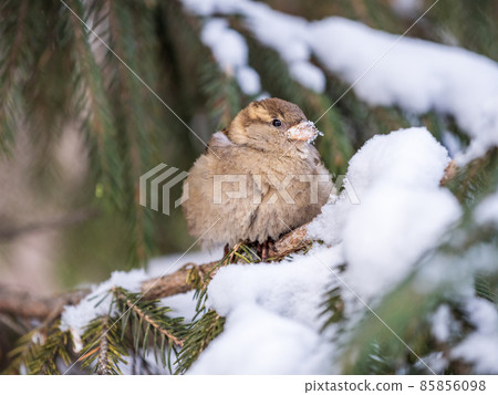 Sparrow sits on a fir branch with snow in winter Sparrow sits on a fir branch with snow in winter 85856098