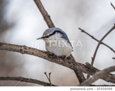 Eurasian nuthatch or wood nuthatch, lat. Sitta europaea, sitting on a tree branch with a blurred background. Eurasian nuthatch or wood nuthatch, lat. Sitta europaea, sitting on a tree branch with a blurred background. 85856099