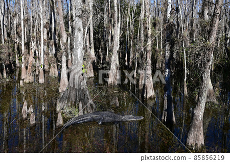 American Alligator amidst cypress trees in Big Cypress National Preserve. 85856219