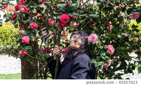 Close-up portrait of happy senior Muslim woman with a tree of camellia flowers Close-up portrait of happy senior Muslim woman with a tree of camellia flowers 85857023
