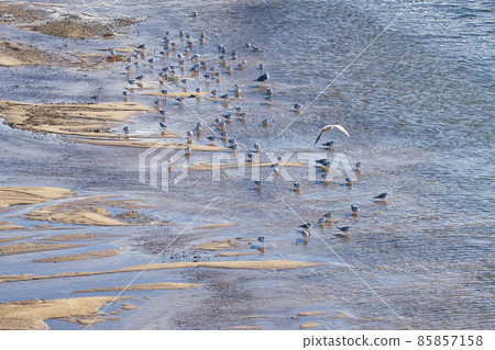 Black-headed gull and sandbar Black-headed gull and sandbar 85857158