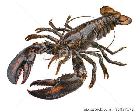Fresh raw lobster isolated on white background 85857172