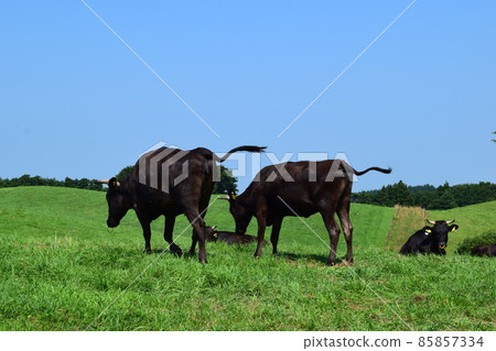 Cattle grazing Tsukiyama Kogen Ranch Yamagata Prefecture 85857334