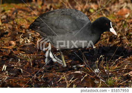 笨腳 笨腳 85857950