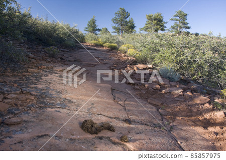 horse manure on a slickrock horse manure on a slickrock 85857975