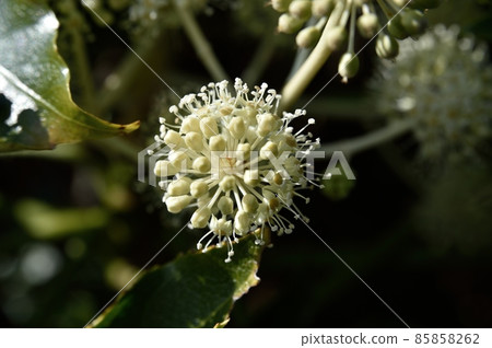 Paperplant flower Paperplant flower 85858262