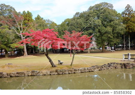 Bright autumn leaves Japanese maple Bright autumn leaves Japanese maple 85858302