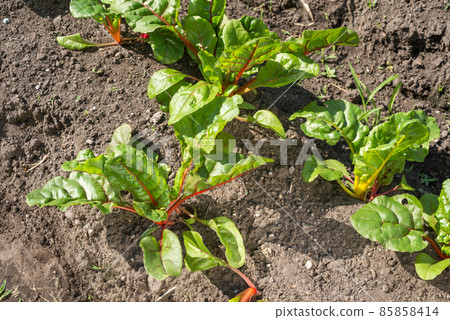 Fudadowsaw in the field 85858414