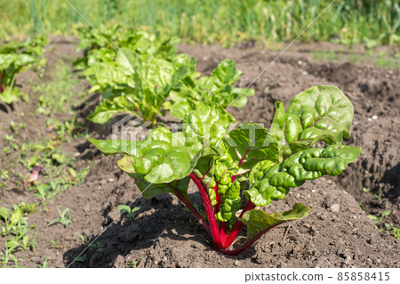 Red axis of the field 85858415