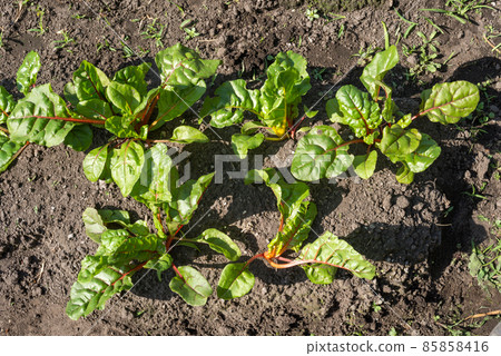 Swiss chard in the field seen from above 85858416