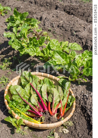 Harvested Swiss chard and fields 85858418