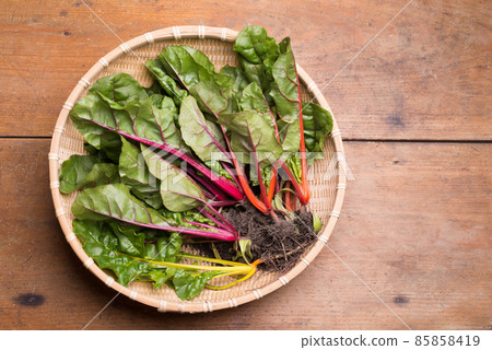 Harvested chard in a colander 85858419