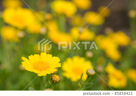 Flowers of the screecul Flowers of the screecul 85858421