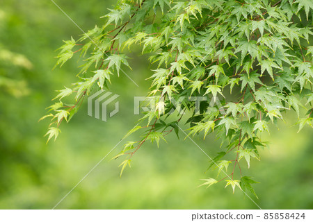 以綠色為背景的楓樹鮮綠 以綠色為背景的楓樹鮮綠 85858424