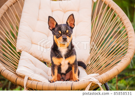 Mini dog. Chihuahua tricolor in a chair in the garden in summer. 85858531