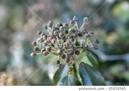 Fruit of Kutsuta Fruit of Kutsuta 85858565
