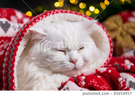 Portrait of furry sleeping white cat in Christmas decoration - lights and red ornament plaid. New Portrait of furry sleeping white cat in Christmas decoration - lights and red ornament plaid. New 85858957