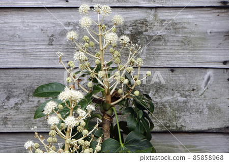 呈黃白色綻放的手鞠狀八手花 呈黃白色綻放的手鞠狀八手花 85858968