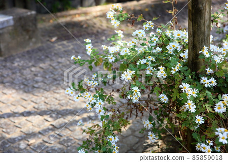Noji Giku flower Noji Giku flower 85859018