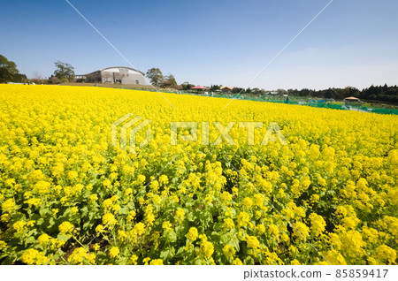 Rape blossoms in full bloom Urban Agricultural Center 85859417