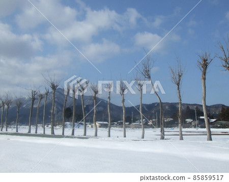 Haza tree in winter 85859517