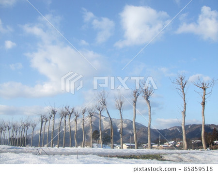 Haza tree in winter 85859518