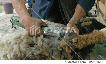Men shearer shearing sheep at agricultural show in competition. Electric professional sheep manual hair clipper sheep cutting shearing machine. 85859648