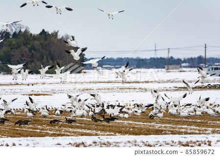 A flock of snow geese getting ready for landing 85859672