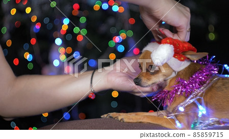 The Toy Terrier is a yellow New Year's dog. 85859715