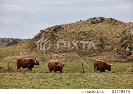 group of Scottish alpine cow grazing on a farm. Ireland, Co. Donegal 85859879