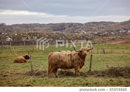 group of Scottish alpine cows grazing on a farm with a city in the background. Ireland, Co. Donegal 85859880