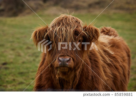 Scottish alpine cow portrait closed with blur background. Ireland, Co. Donegal Scottish alpine cow portrait closed with blur background. Ireland, Co. Donegal 85859881