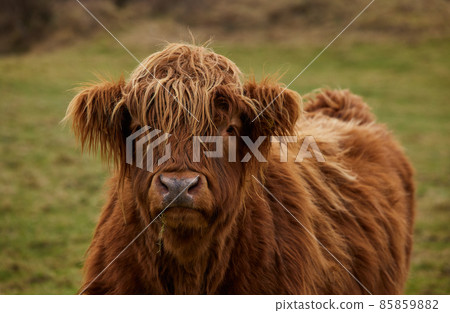 Scottish alpine cow portrait closed with blur background. Ireland, Co. Donegal Scottish alpine cow portrait closed with blur background. Ireland, Co. Donegal 85859882