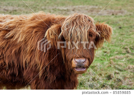 Scottish alpine cow portrait in open field. Ireland, Co. Donegal 85859885