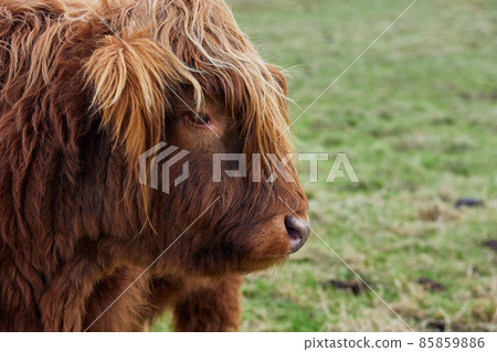 head of Scottish alpine cow on farm. Ireland, Co.Donegal 85859886