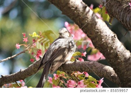 Brown-eared bulbul sucking cherry honey Brown-eared bulbul sucking cherry honey 85859957