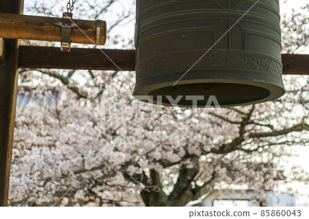 尾道法堂寺鍾月堂和櫻花在春天 尾道法堂寺鍾月堂和櫻花在春天 85860043