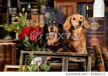 Miniature dachshund recommended in a retro background 85860113